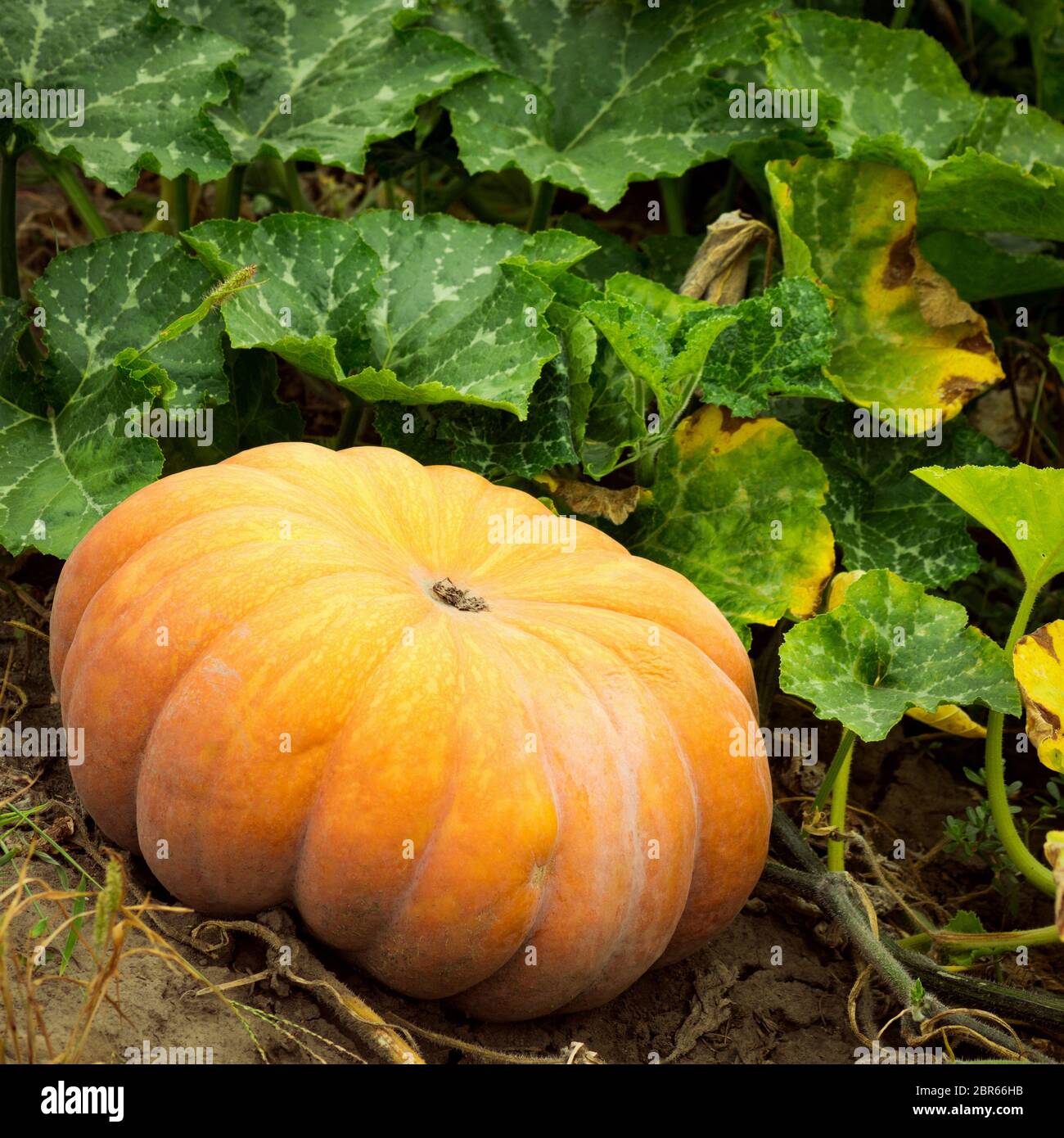 Big orange round pumpkin with green leaves is in garden. Stock Photo