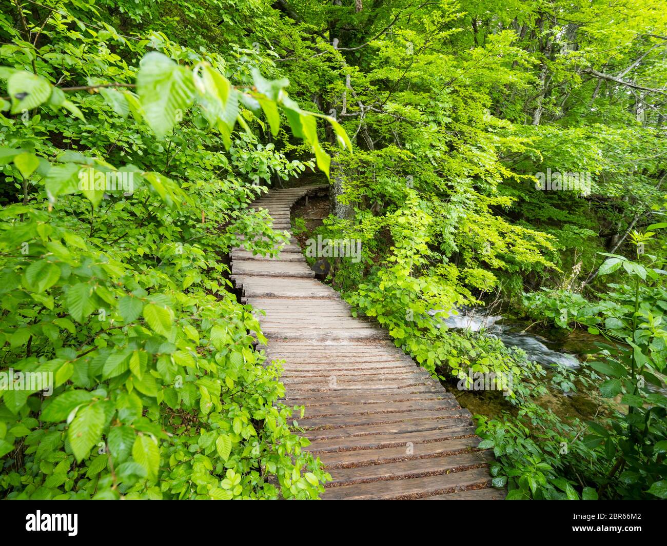 Plitvice lakes intensive vivid Green forest in Spring season in Croatia Europe empty foottrail trail Stock Photo