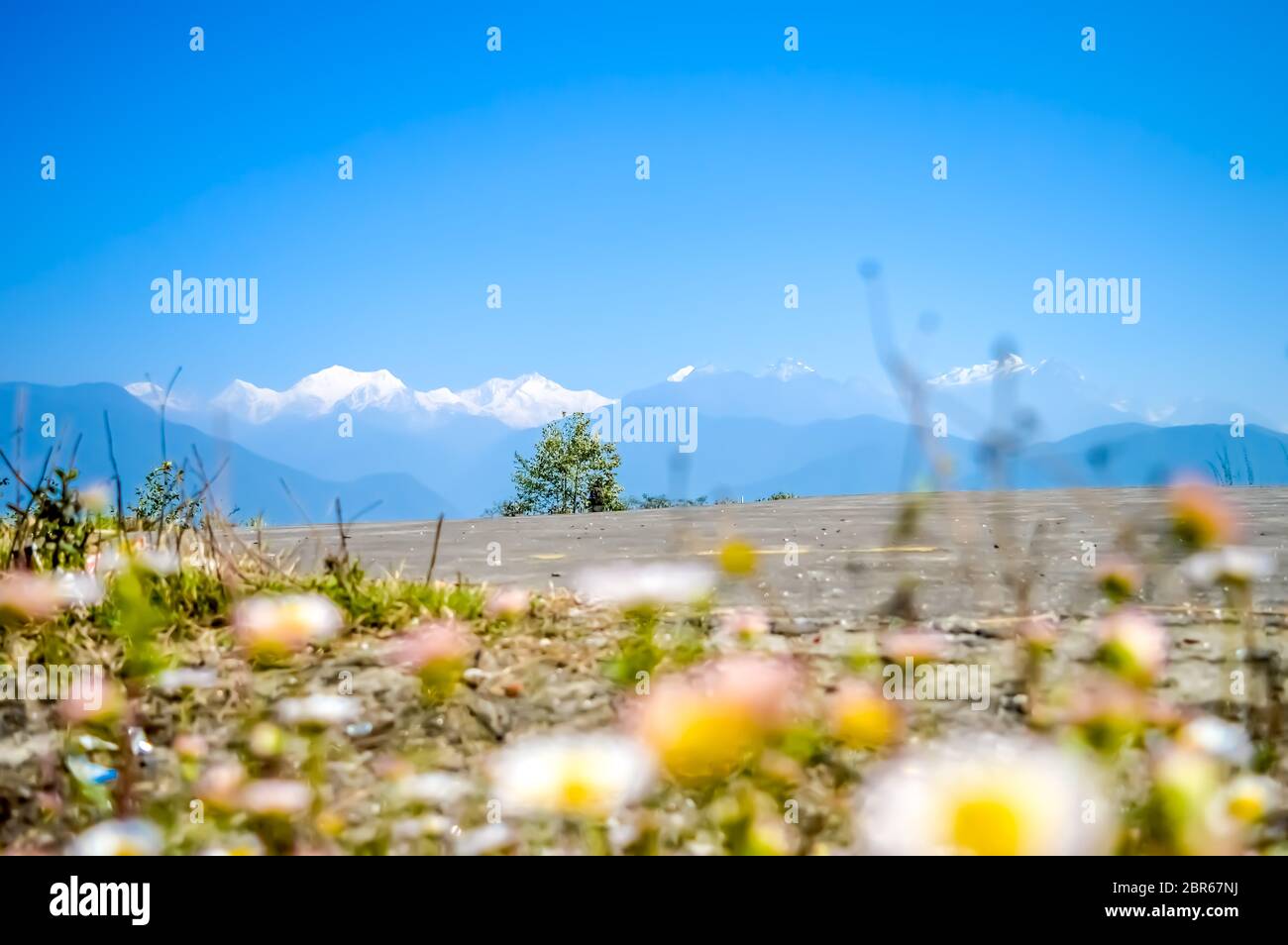 Kanchenjunga Mountain Range from Pelling Helipad Top. Scenic view of mountains, Kanchenjunga Region, Himalayas, Nepal. Shoot through blurry flowers on Stock Photo