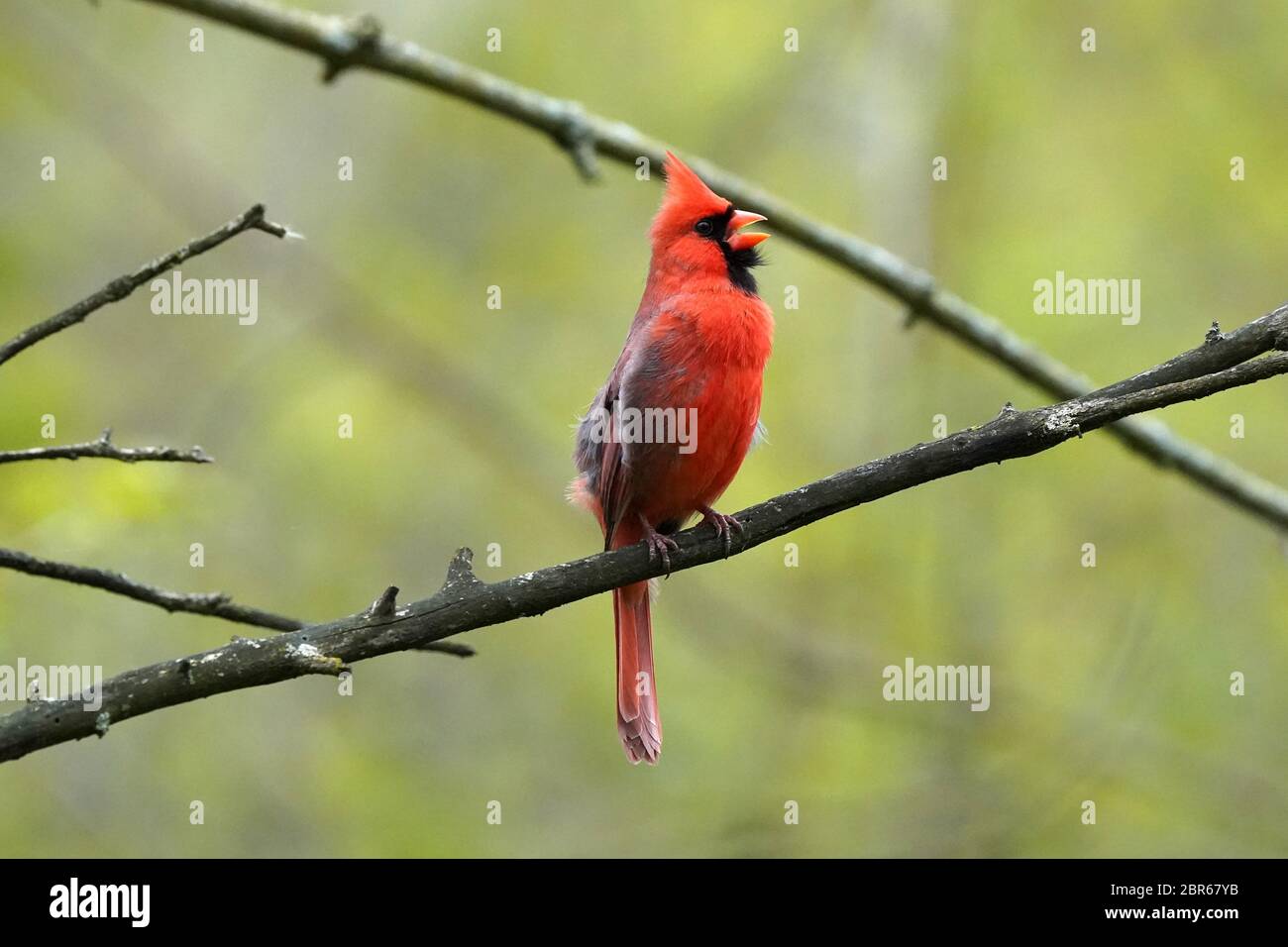 Northern Cardinal male singing for a mate Stock Photo Alamy