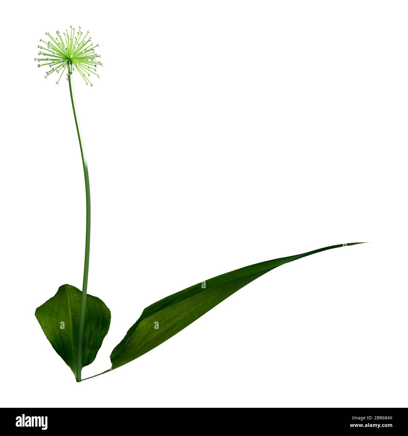 3D illustration of a wild garlic plant or Allium ursinum isolated on white background Stock Photo