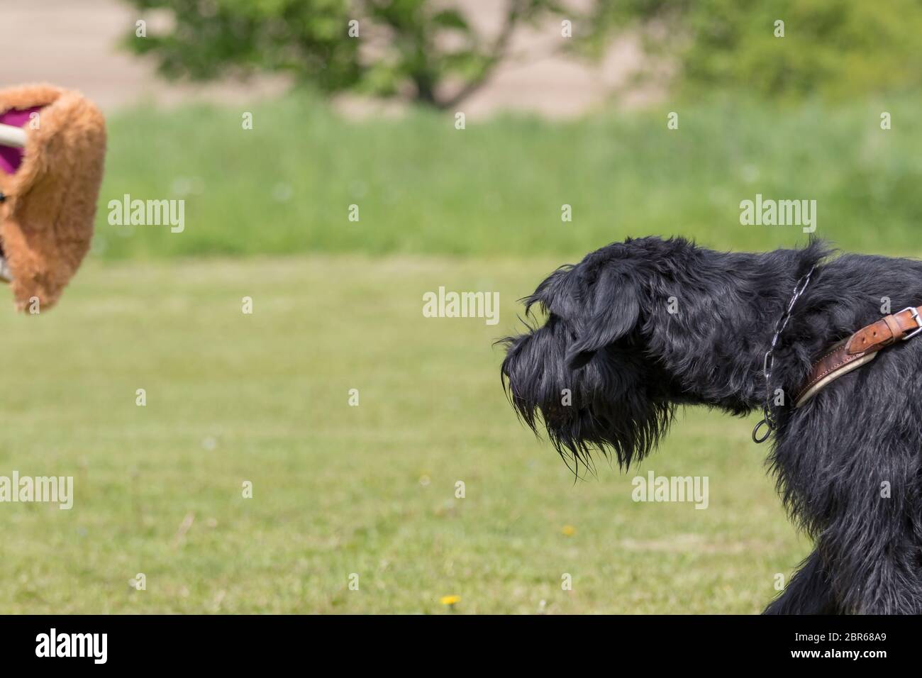 leash free dog training