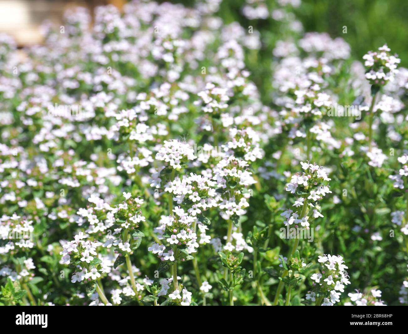 Beautyful blooming thyme in an organic herb garden Stock Photo Alamy
