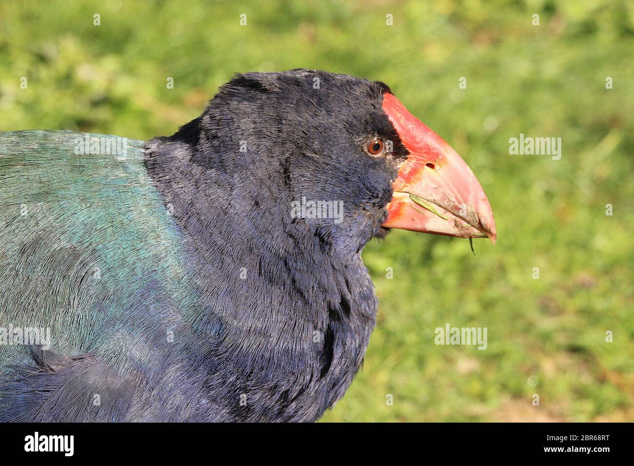 Takahe (Porphyrio hochstetteri) Stock Photo