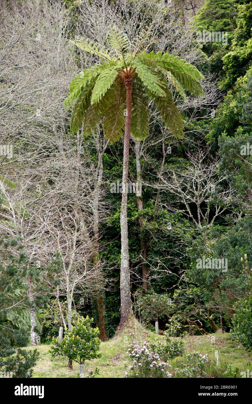 Baumfarn (Sphaeropteris cooperi, Syn. Cyathea cooperi) am Furnas-See, Furnas, Sao Miguel, Azoren, Portugal Stock Photo