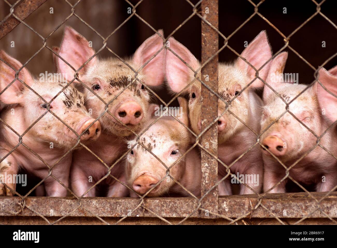 The little young cute pigs are looking at camera from pigsty through grid, pig and swine breeding concept. Stock Photo