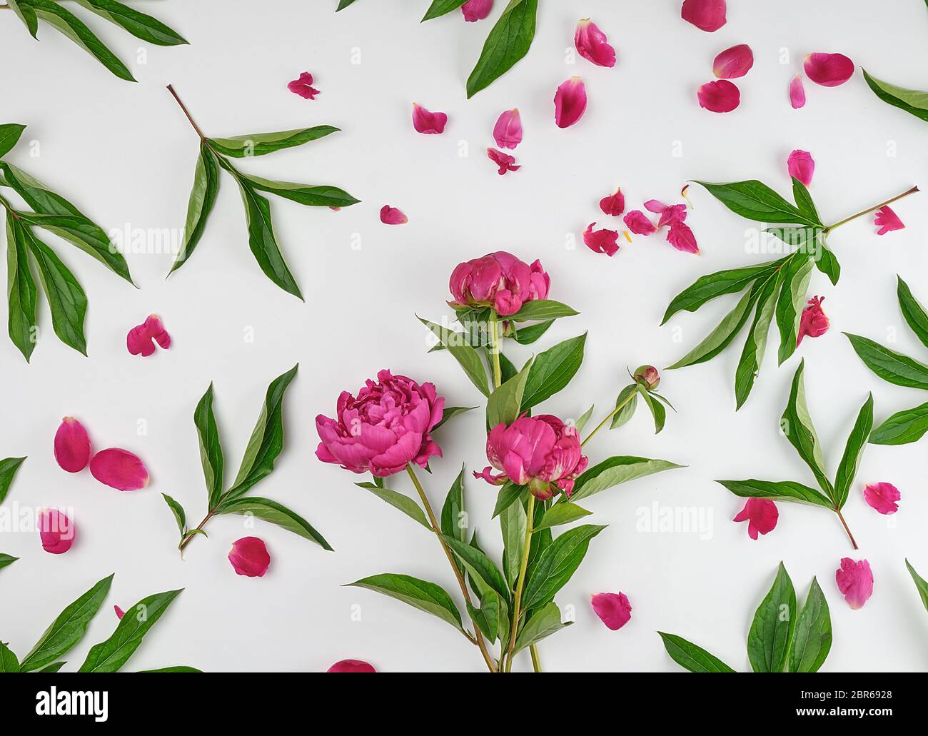 pink blooming peonies with green leaves, petals on a white background ...