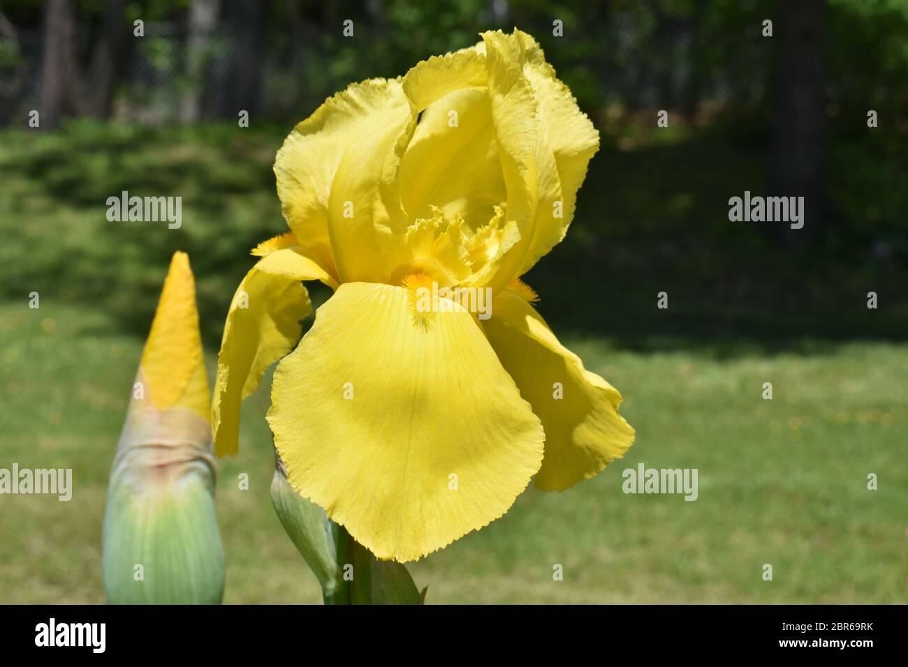 Large yellow iris blooms on a blurred green background Stock Photo