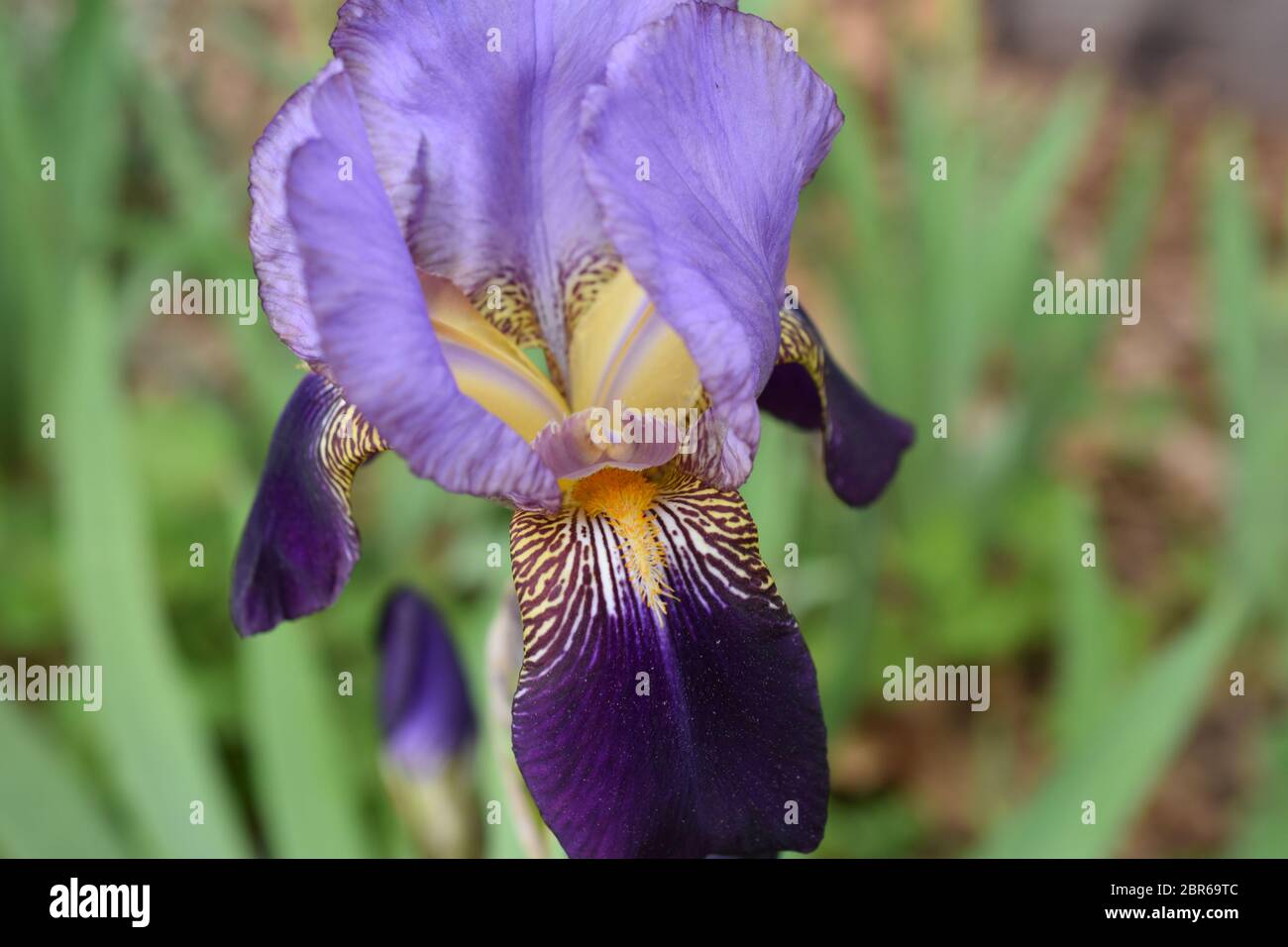 Large, multi colored, German bearded iris flower on a blurred green background Stock Photo