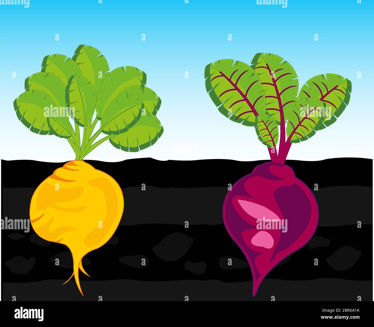 Vector illustration vegetables turnip and sugar beet in ground Stock
