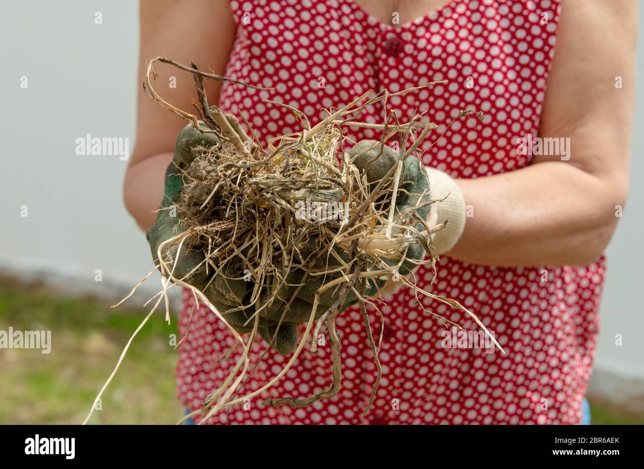 Person pulling weeds hi-res stock photography and images - Alamy