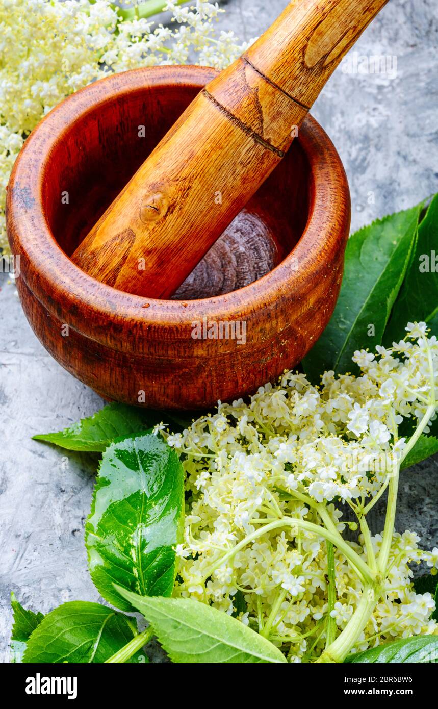 Bloom and leaves of elderflower.Elderberry, flowering medicinal plant