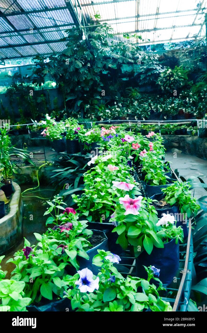 Row of topiary flowers in pots for sale at a nursery or garden center