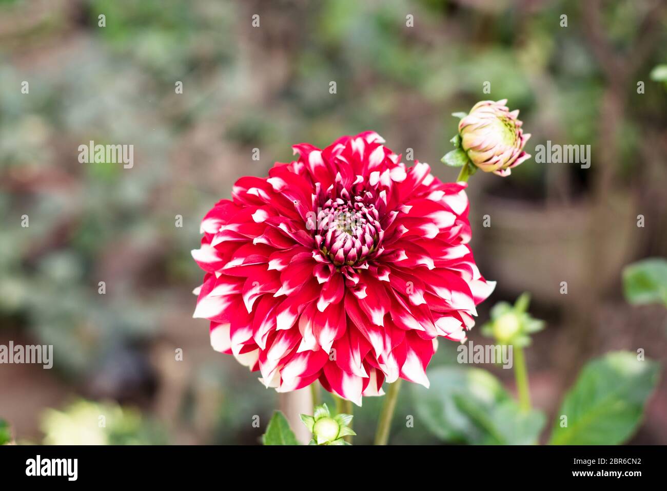 A pink white pincushion flower (Scabiosa columbaria) Related to species of sunflower, daisy, chrysanthemum, and zinnia. It is also called Pink Mist, a Stock Photo