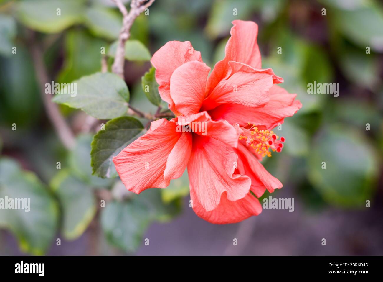 One Chaba flower (Hibiscus rosa-sinensis) chinese rose, red color ...
