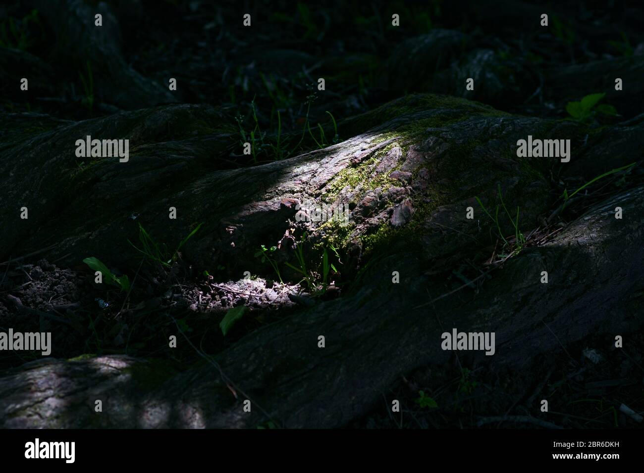 The root of a tree in the undergrowth in the shadow of its branches and branches. Stock Photo