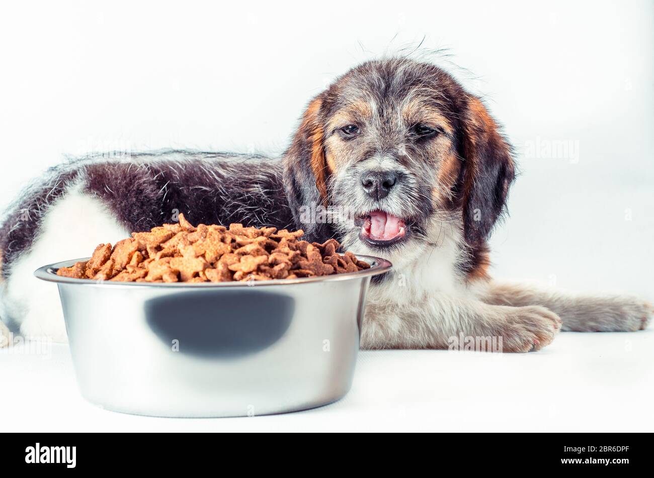 Puppy Dog Eats Food From Hi res Stock Photography And Images Alamy puppy-dog-eats-food-from-hi-res-stock-photography-and-images-alamy