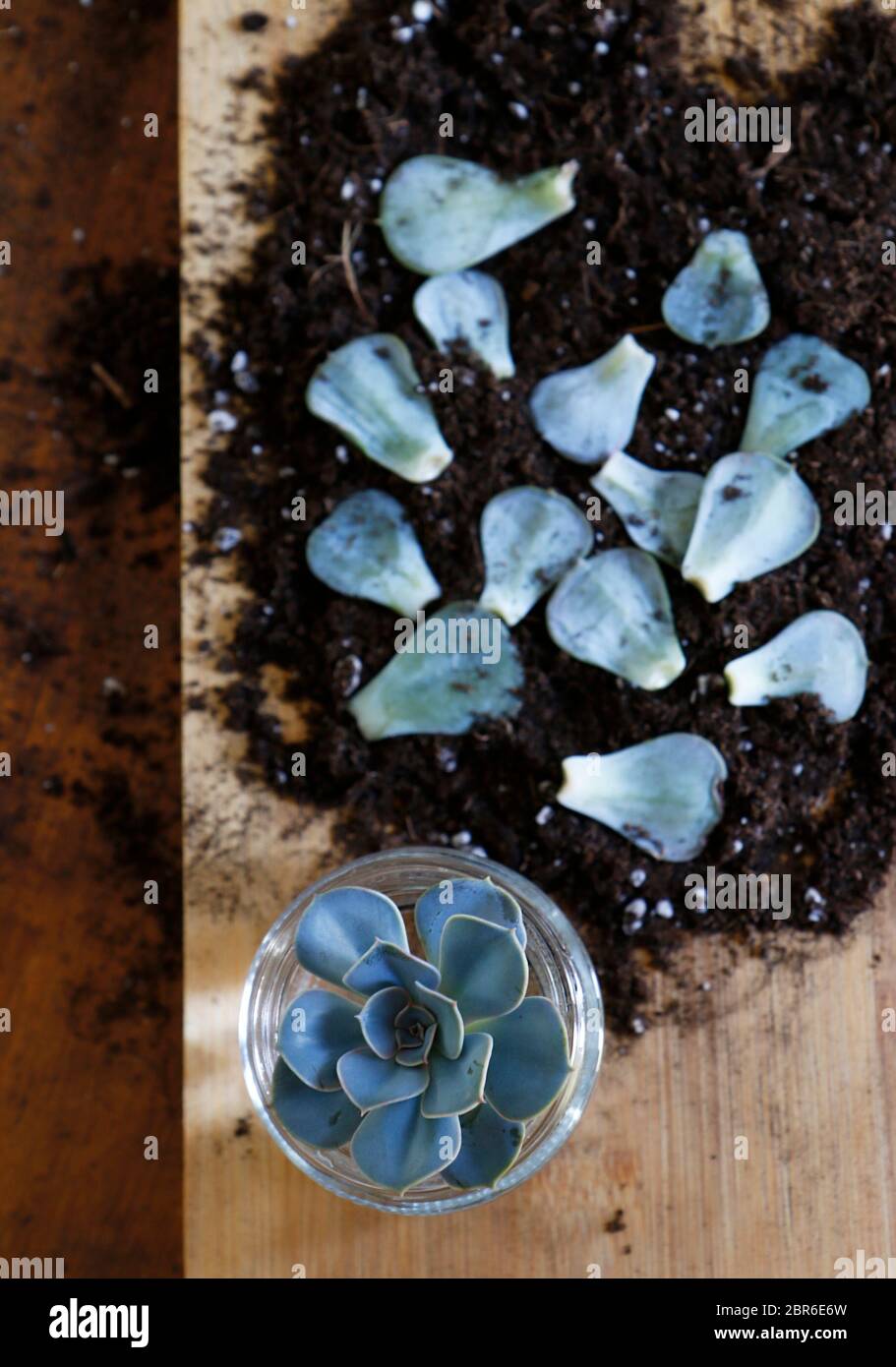 Propagating Succulents Echeveria Stock Photo Alamy
