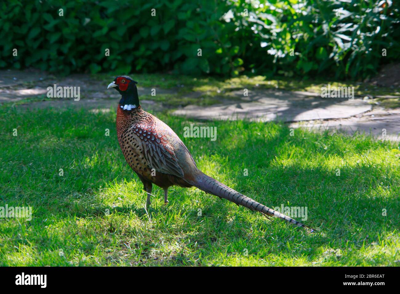 männlicher Fasan (Phasianus colchicus) im Garten Stock Photo