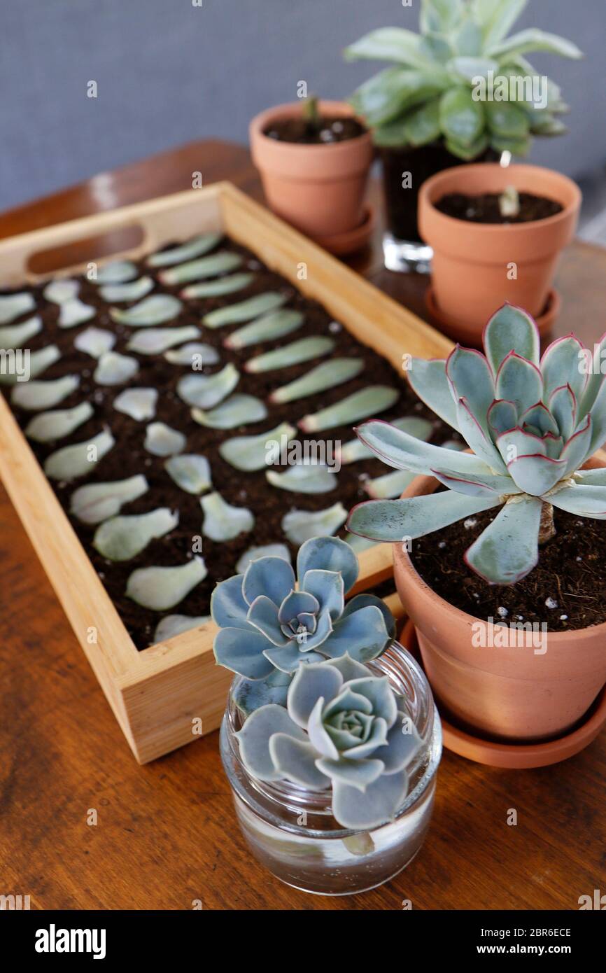 Propagating Succulents Echeveria Stock Photo Alamy