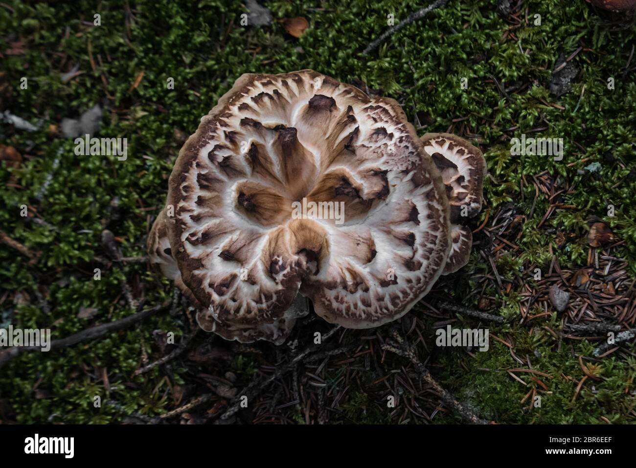 A hedgehog mushroom in Denali National Park, Alaska, USA Stock Photo