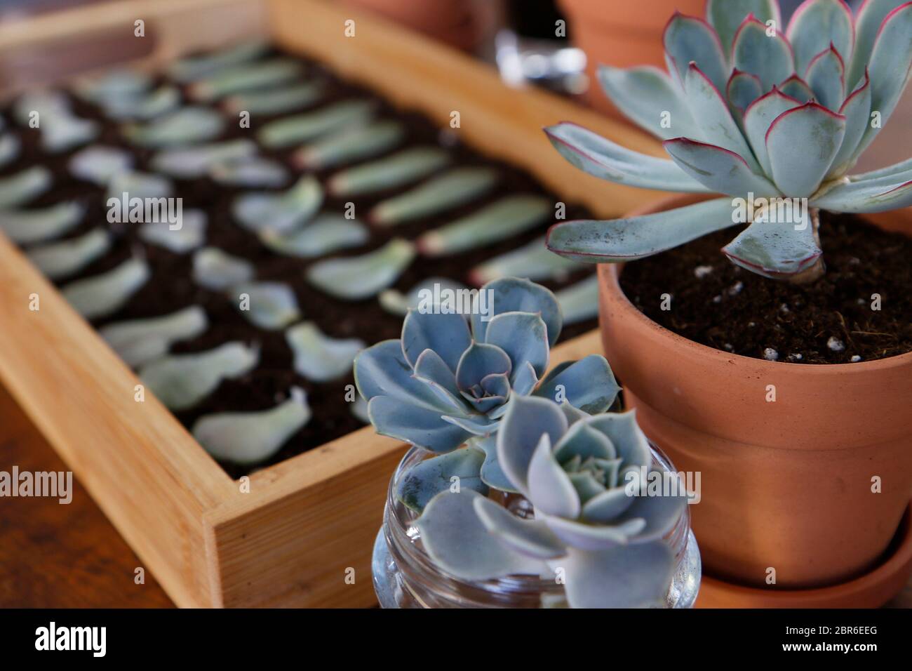 Propagating Succulents Echeveria Stock Photo Alamy