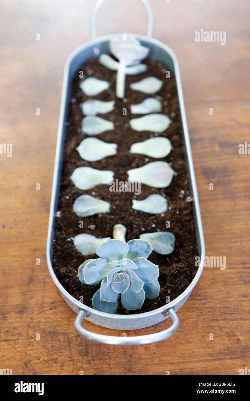 Propagating Succulents Echeveria Stock Photo Alamy