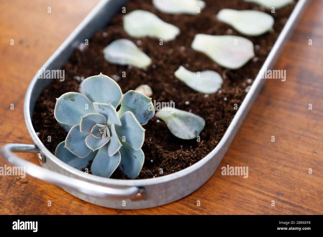 Propagating Succulents Echeveria Stock Photo Alamy