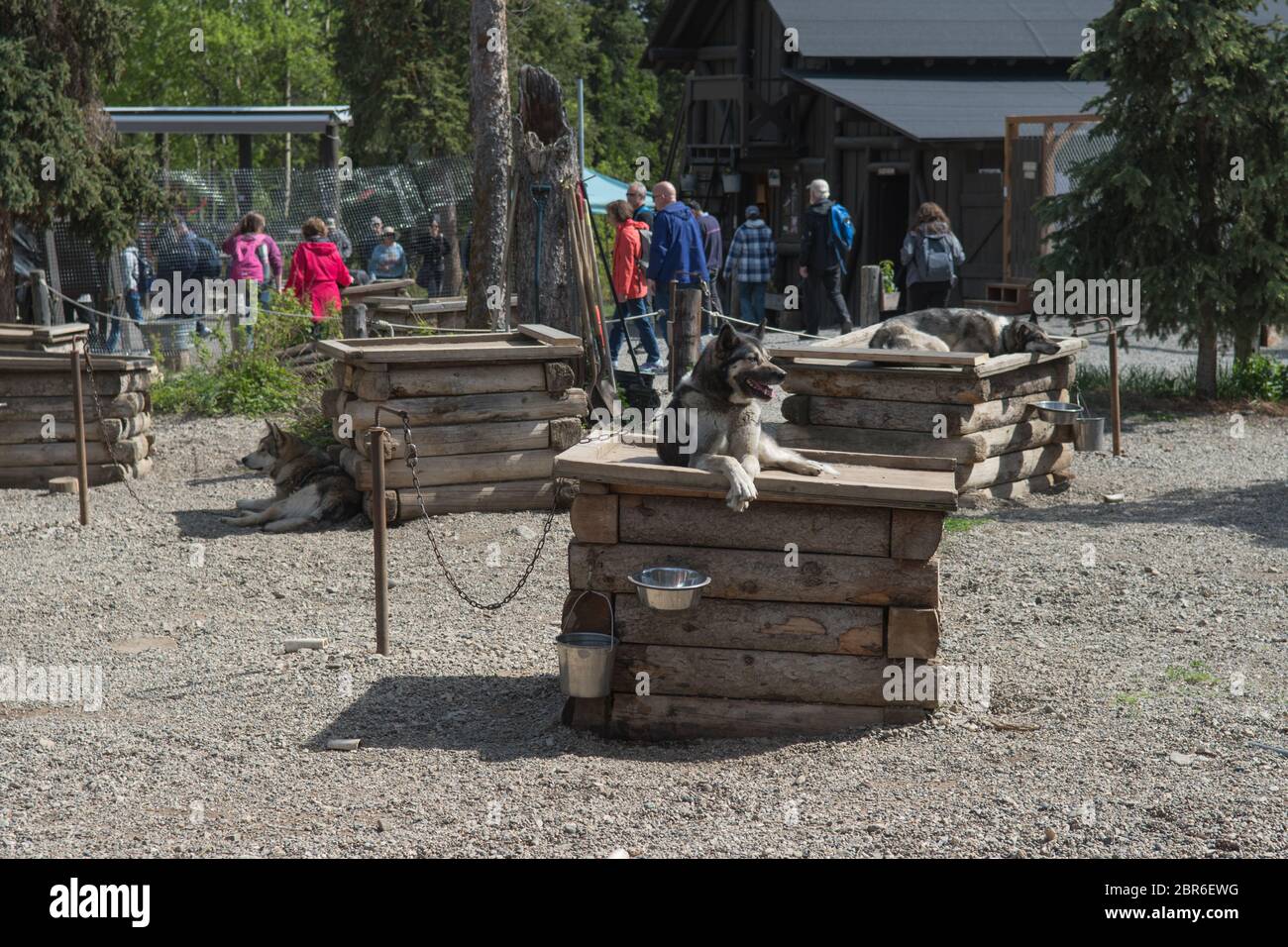 Tourists walking around the sled dog kennels at Denali National Park, Alaska, USA Stock Photo