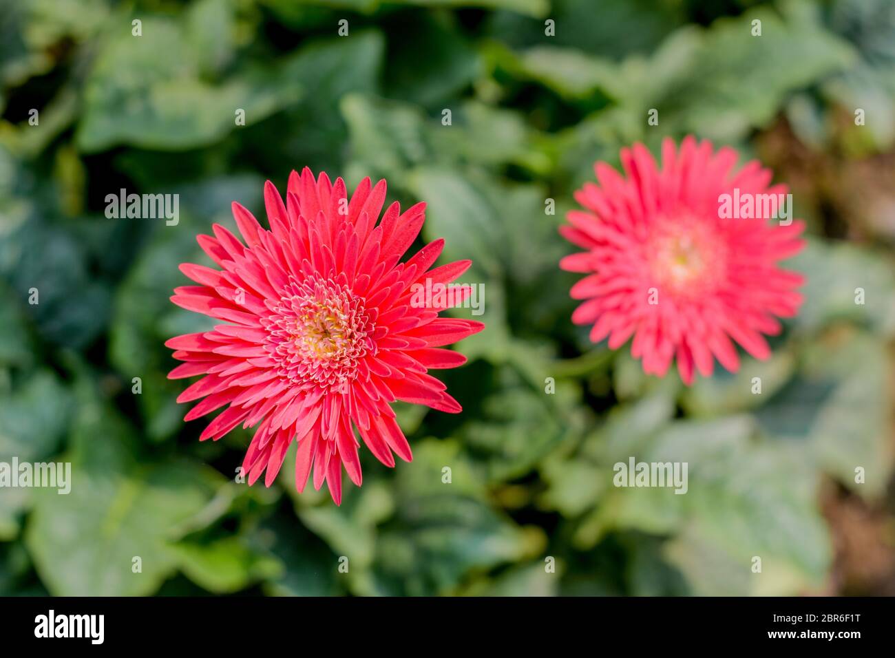 Two Barberton daisy gerbera with leaves in background. Known Transvaal daisy or Barbertonse madeliefie, Gerbera jamesonii is a species of flowering pl Stock Photo