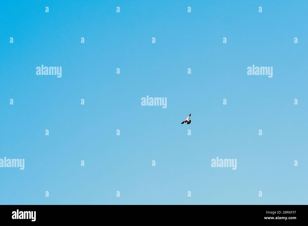 Birds flying against blue sky. Beautiful countryside rural summer landscape in Bharatpur Bird Sanctuary, Rajasthan. Stock Photo