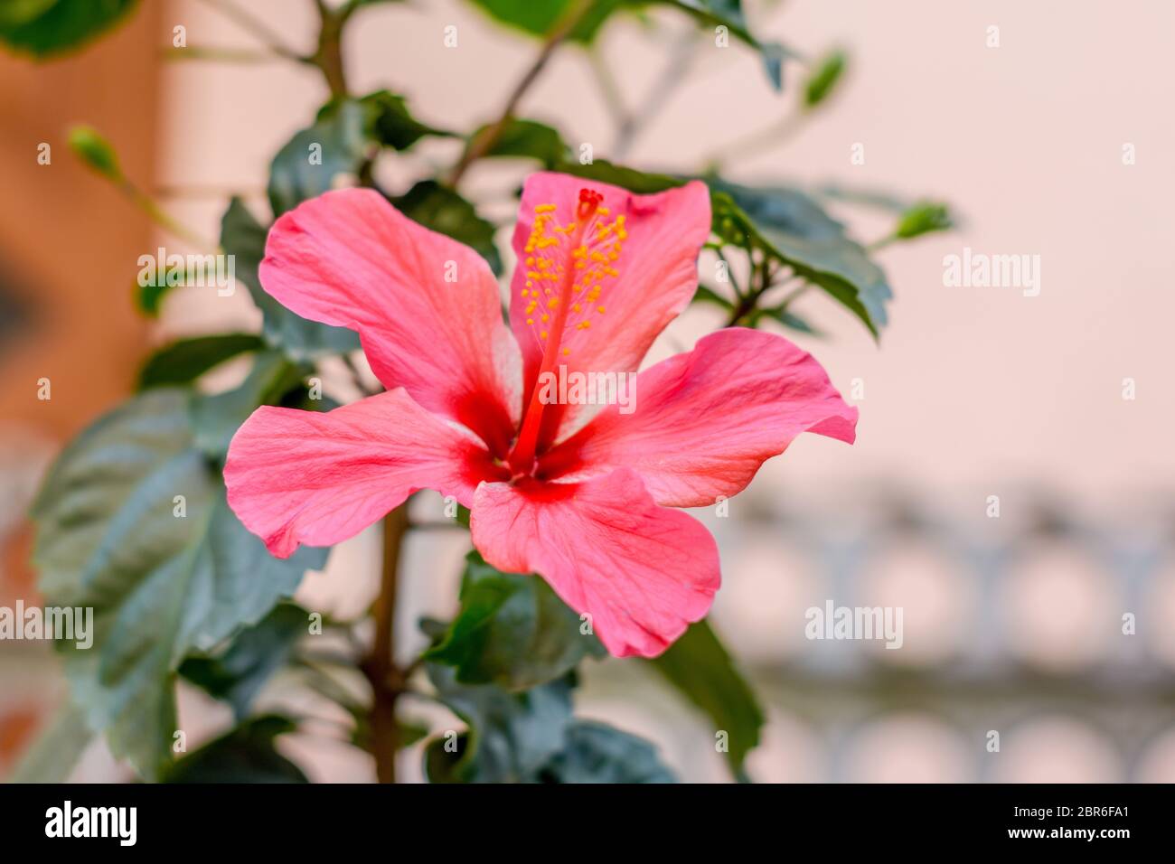 One Chaba flower (Hibiscus rosa-sinensis) chinese rose, red color, on upward direction, blooming in morning sunlight in isolated background. Winter fi Stock Photo