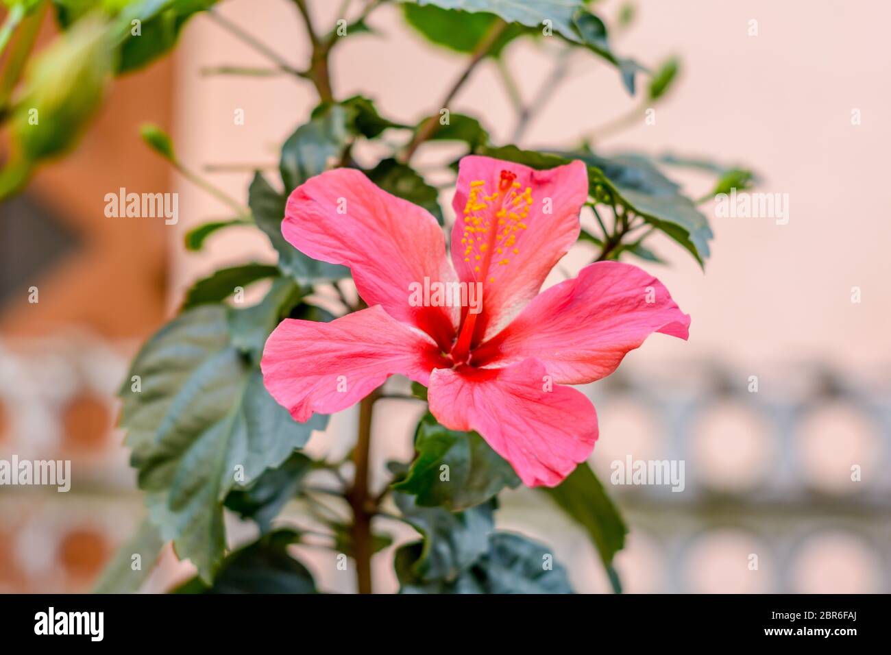 One Chaba flower (Hibiscus rosa-sinensis) chinese rose, red color, on upward direction, blooming in morning sunlight in isolated background. Vintage f Stock Photo