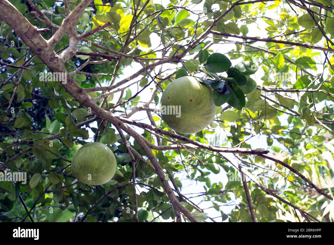 Pomelo Tree High Resolution Stock Photography and Images Alamy