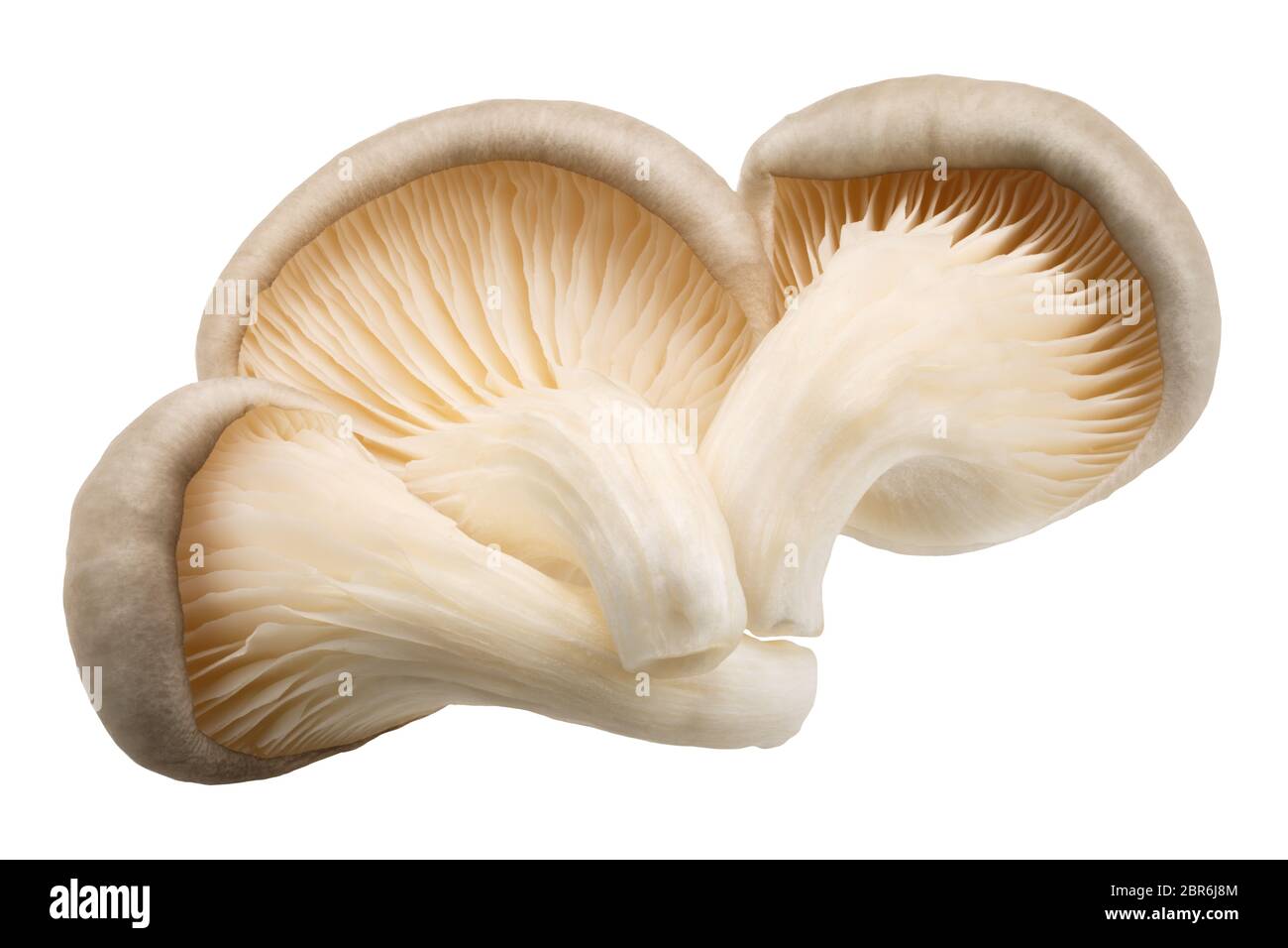 Oyster mushrooms (Pleurotus ostreatus), an edible cultivated fungi