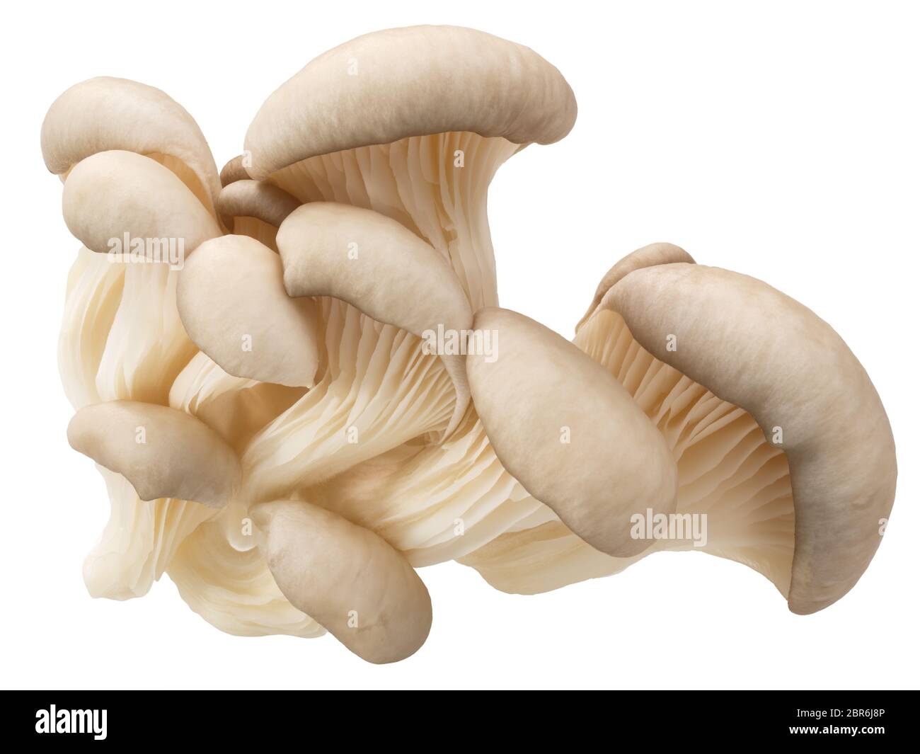Oyster mushrooms (Pleurotus ostreatus), an edible cultivated fungi