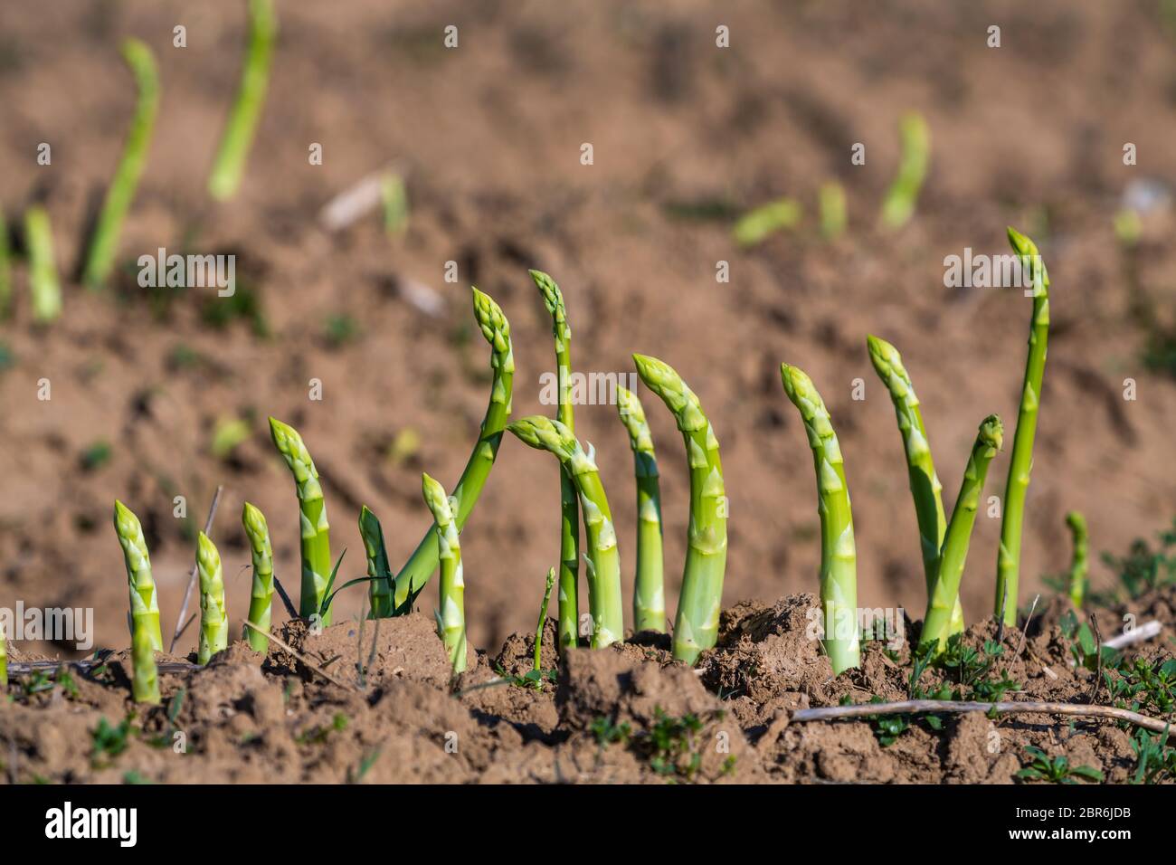 asparagus harvest of green asparagus on the field Stock Photo