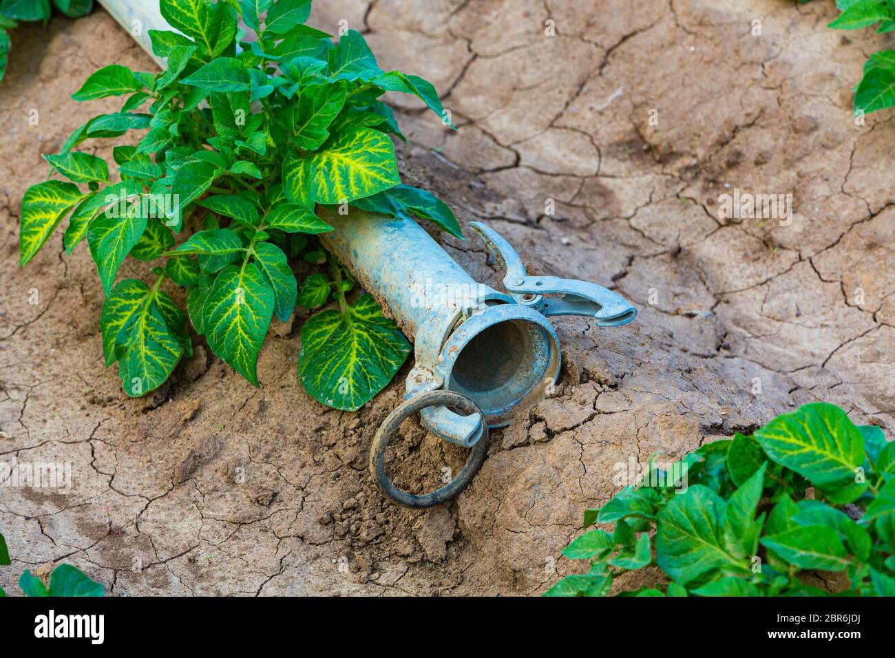 detail of a young green potato plant and watering pipe outdoors Stock Photo