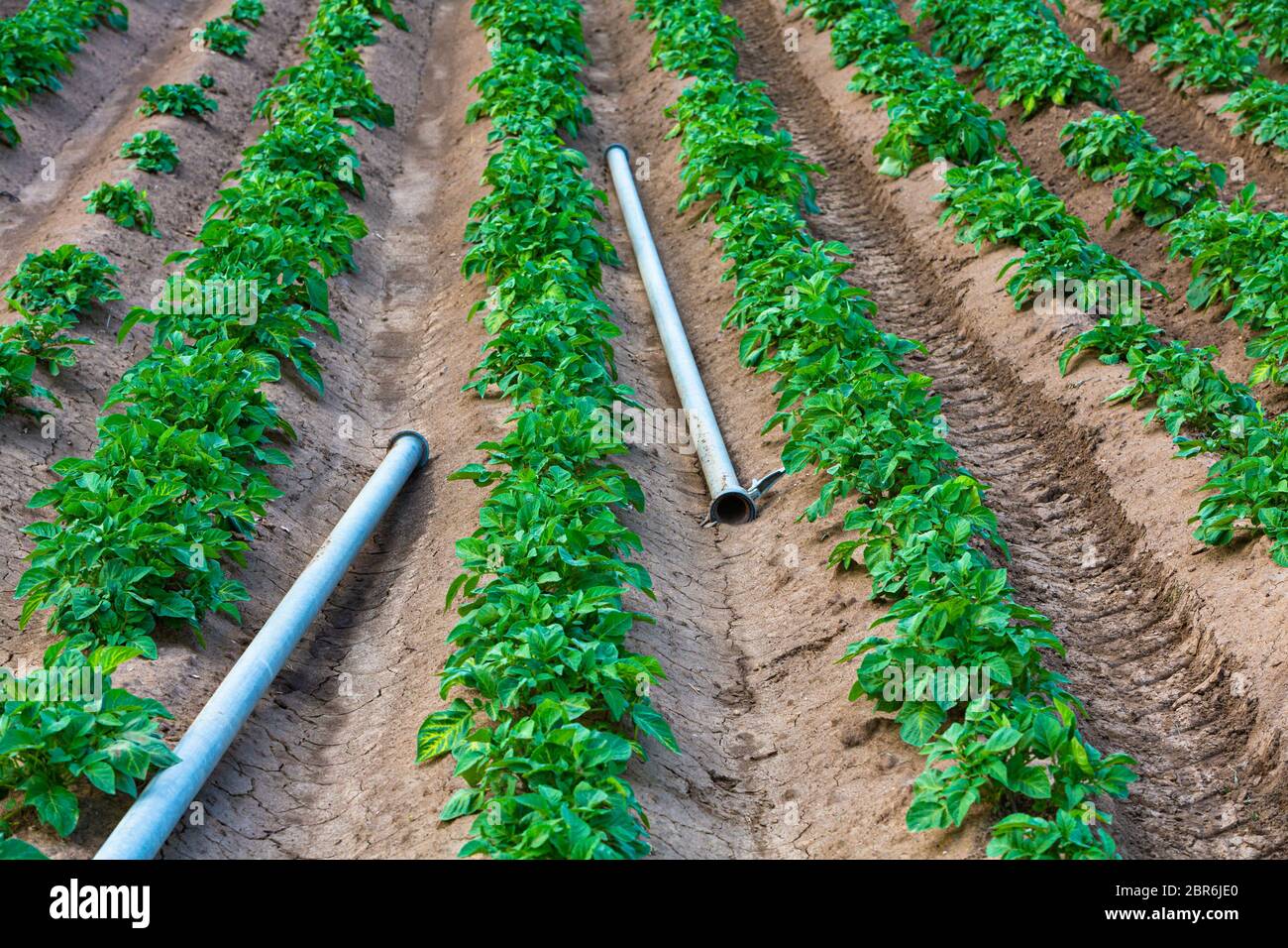 young potato field with watering pipes outdoors Stock Photo