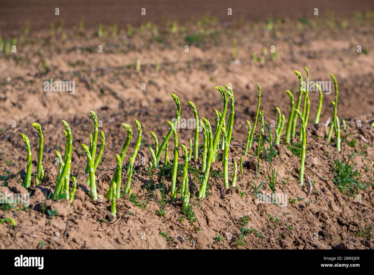 green asparagus grows on the field Stock Photo