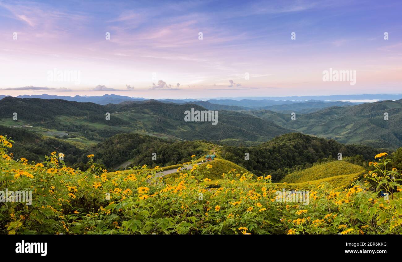 Panorama mountain sunrise scene with wild Mexican sunflower valley (Tung Bua Tong ) at Doi Mea U Koh in Maehongson Province, Thailand. Stock Photo
