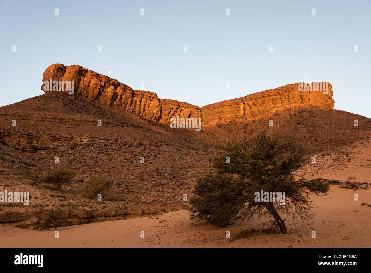 Africa, blue, cliff, cliff in the desert, color picture, dawn, desert, desert moonset, desert tree, horizontal photo, Mauritania, mauritanian desert, Stock Photo