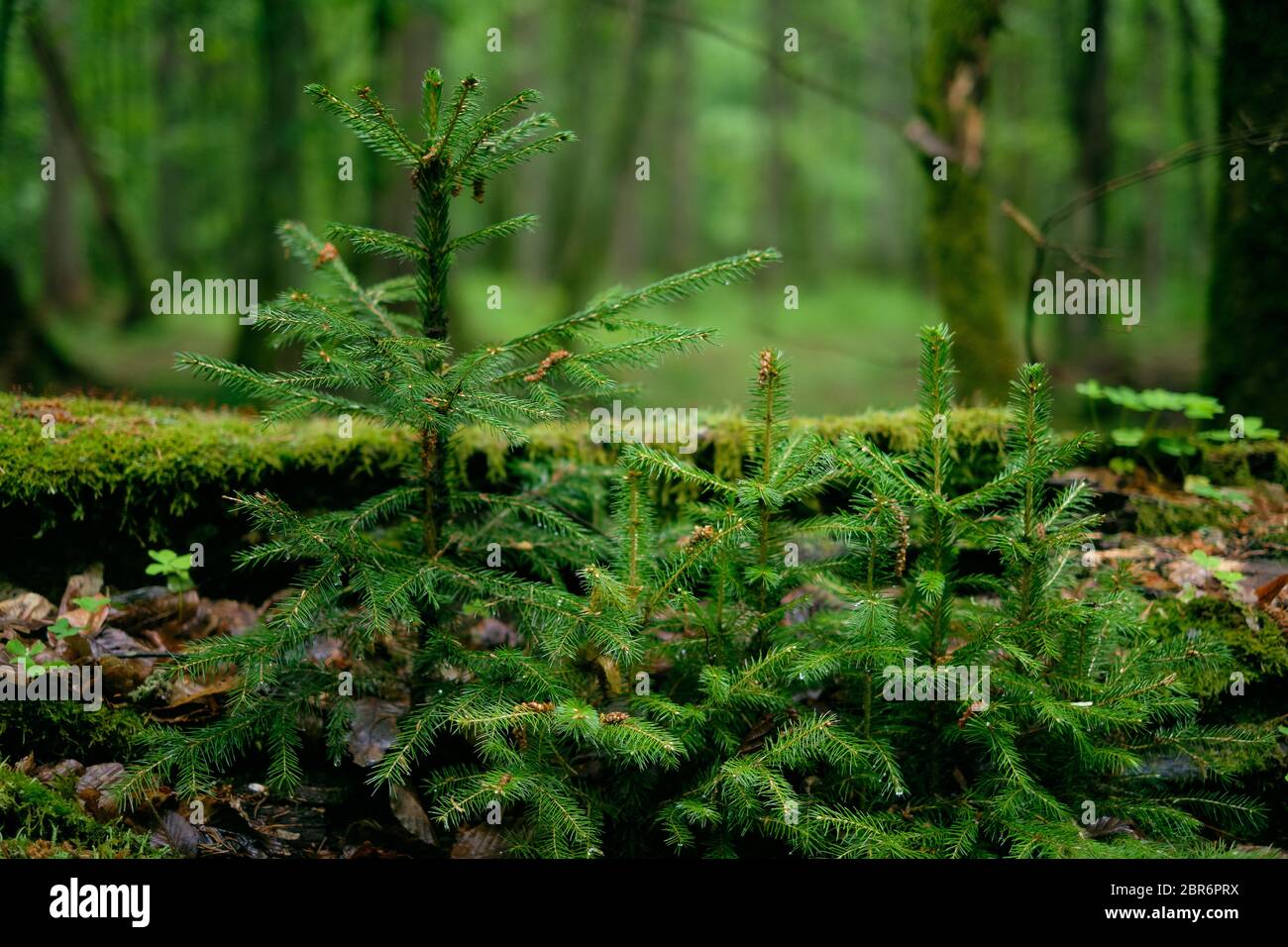 Bunch Norwegian spruce juvenile trees closeup rain after, Bialowieza Forest, Poland, Europe Stock Photo