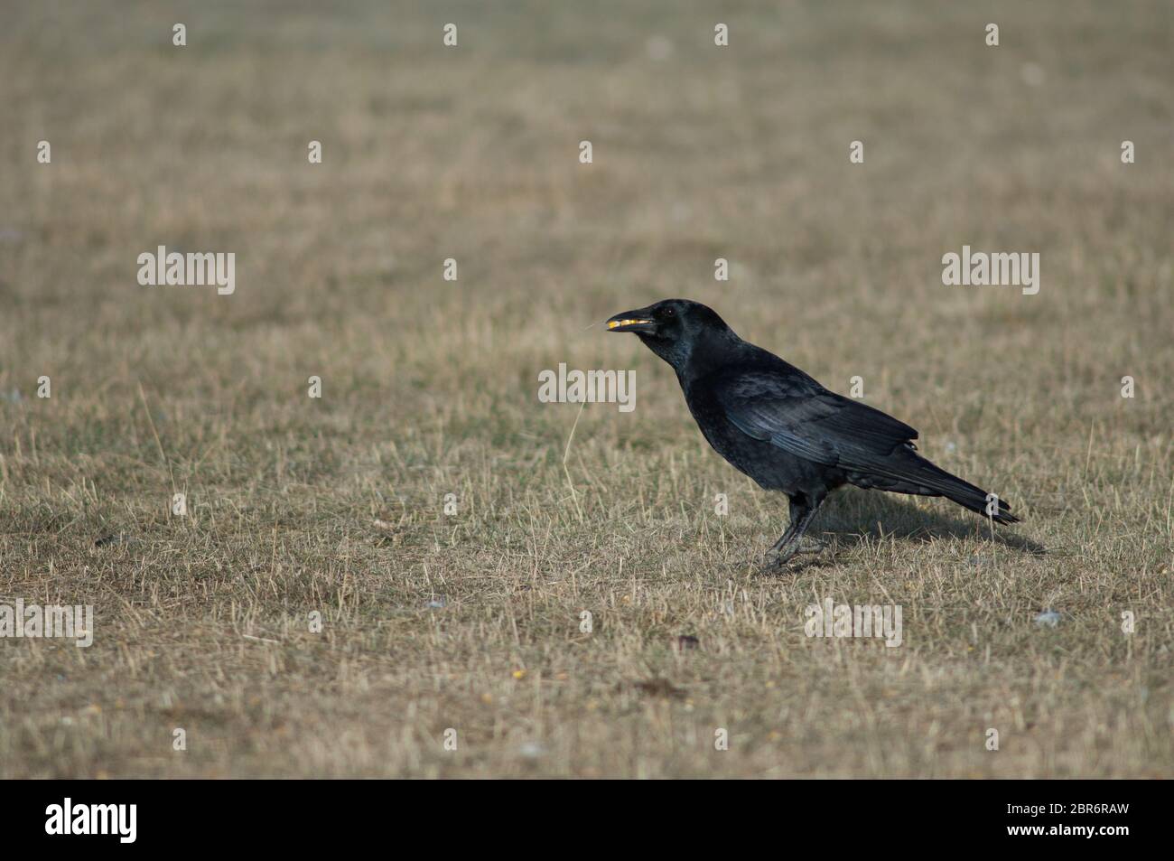 Crow Withcorn Carrion crow (Corvus corone) with corn grains in its beak. Gallocanta ...