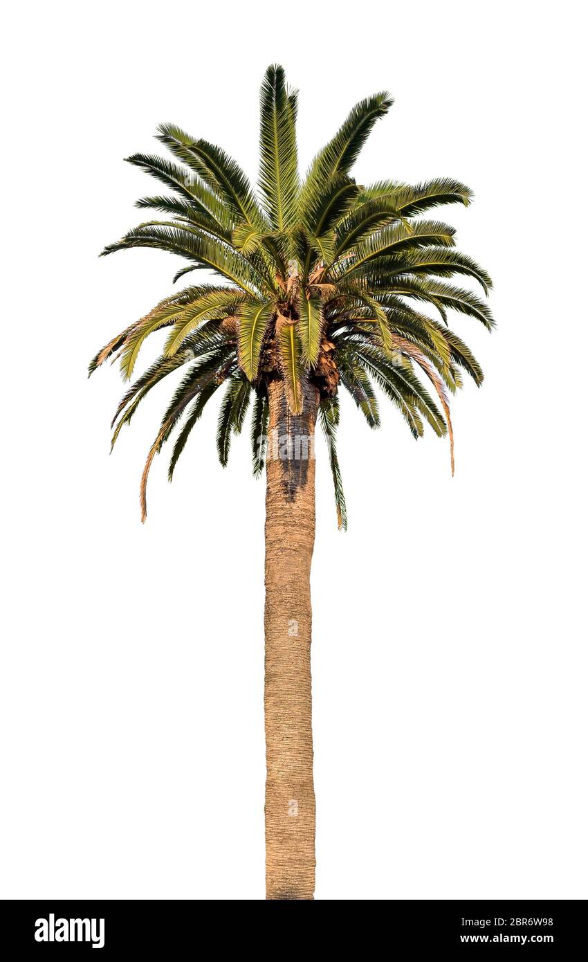 One palm tree isolated on white background Stock Photo - Alamy