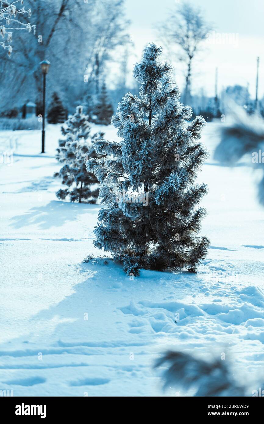 little spruce on the background of the winter forest. Stock Photo