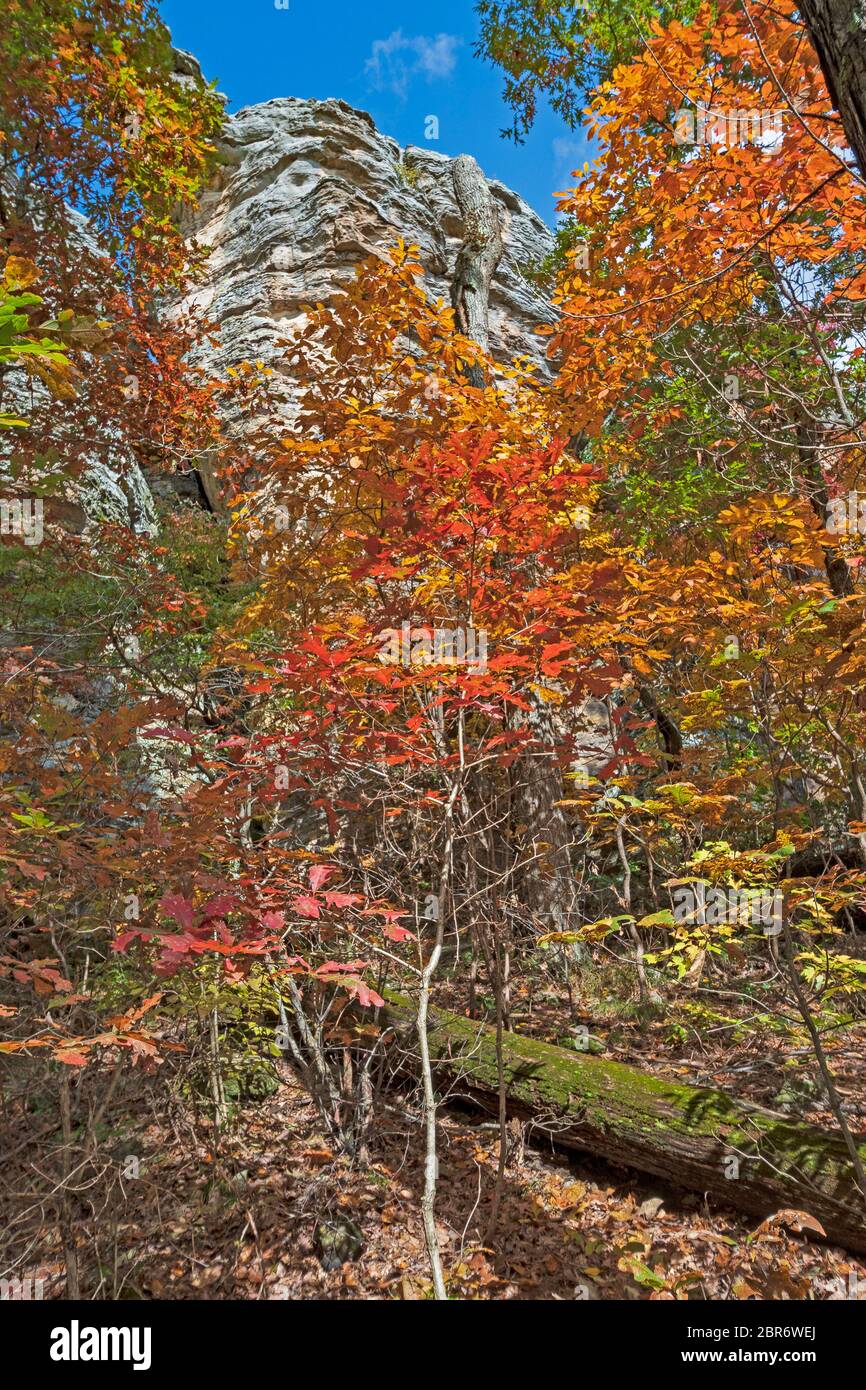 Sandstone Cliff Looking over the Colorful Fall Forest in the Garden of the Gods in Shawnee National Forest in Illinois Stock Photo