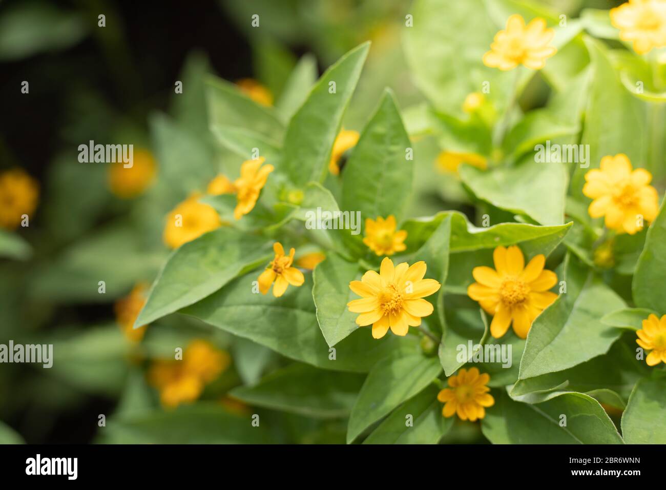 The background image of the colorful flowers, background nature Stock ...