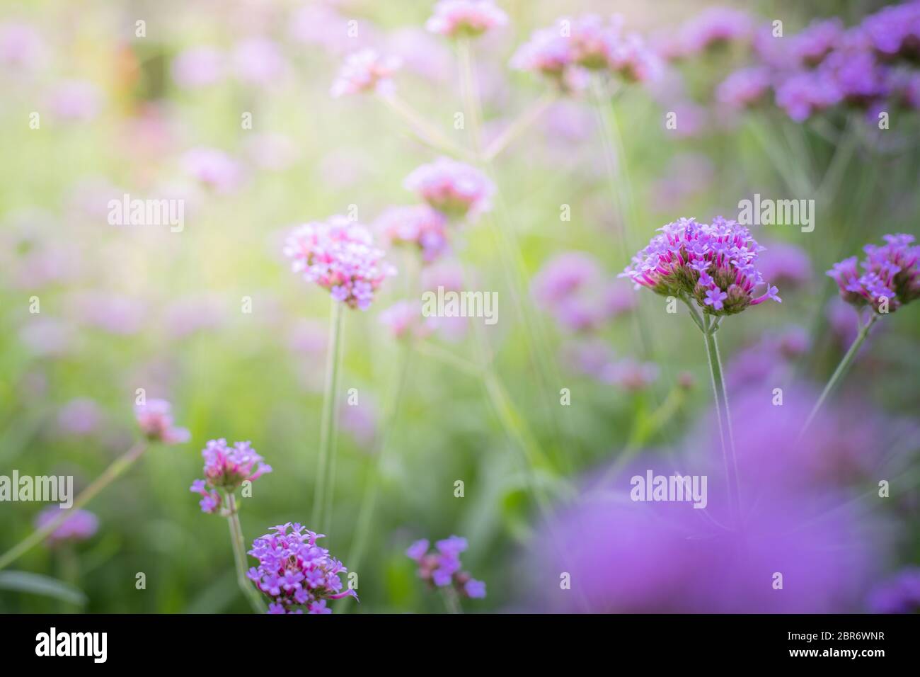 The background image of the colorful flowers, background nature Stock ...
