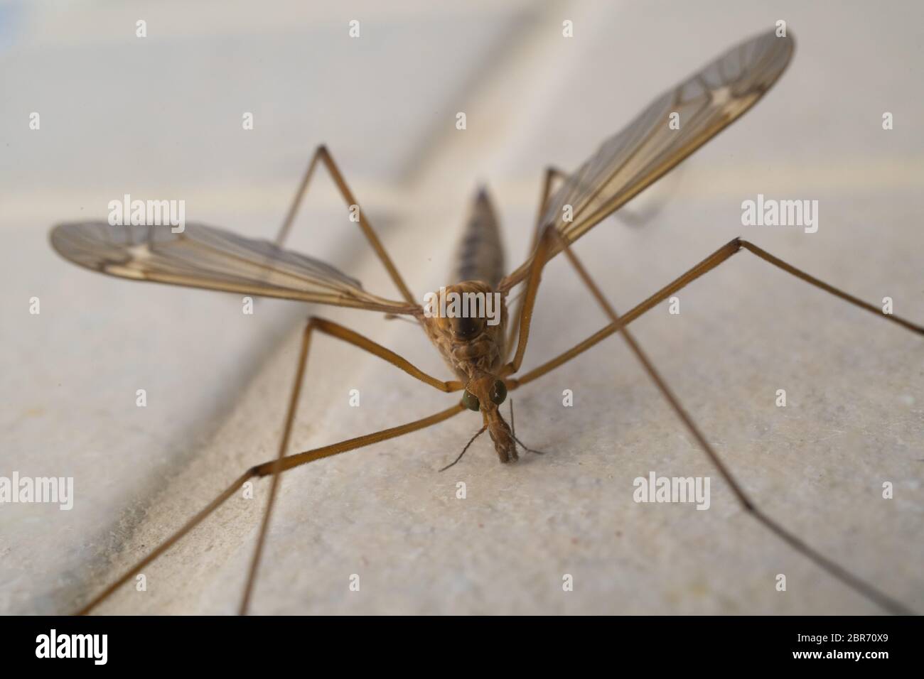 Crane fly is a common name referring to any member of the insect family Tipulidae, of the order Diptera, true flies in the superfamily Tipuloidea Stock Photo